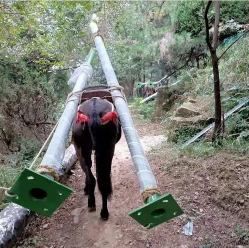 阳江骡马运输队