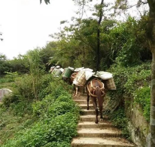 阳江山区马帮运输
