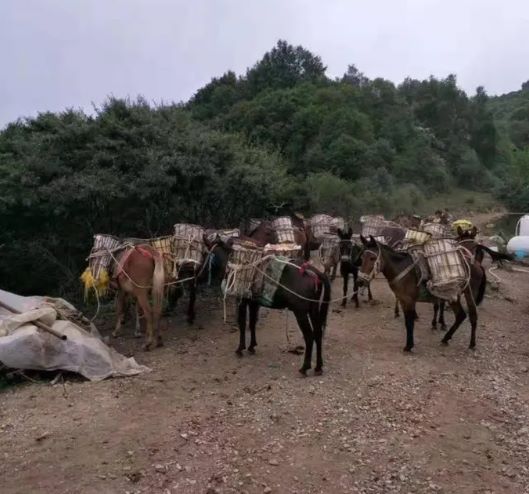 阳江山区骡子运输队