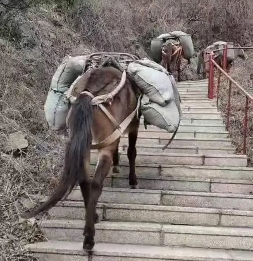 阳江骡马运输