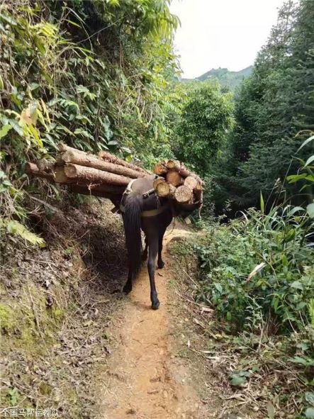 阳江骡子运输